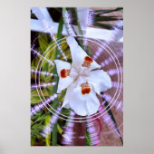 moreia branca poster (Vorne)