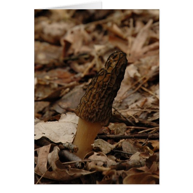 Morel (Vorne)