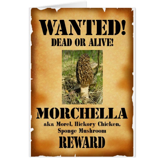Morel - Gewollt Poster (Vorne)