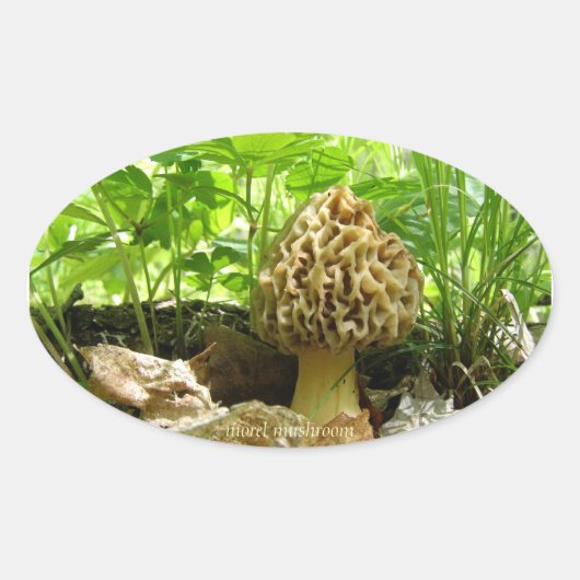 Morel Mushroom - Aufkleber "im Verborgenen" (Vorderseite)