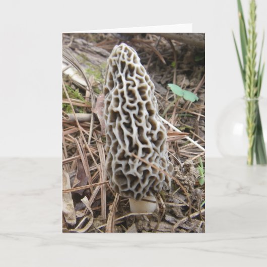 Morel Mushroom Card Karte (Vorderseite)