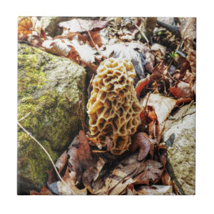 Morel Mushroom in der Wildnis Fliese