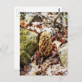 Morel Mushroom in der Wildnis Postkarte (Vorne/Hinten)