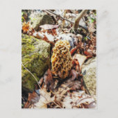 Morel Mushroom in der Wildnis Postkarte (Vorderseite)