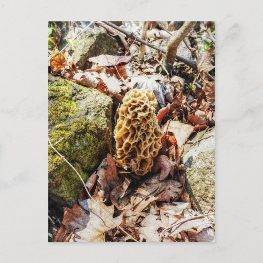 Morel Mushroom in der Wildnis Postkarte (Vorderseite)