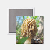 Morel Mushroom Magnet (Vorderseite/Rückseite)
