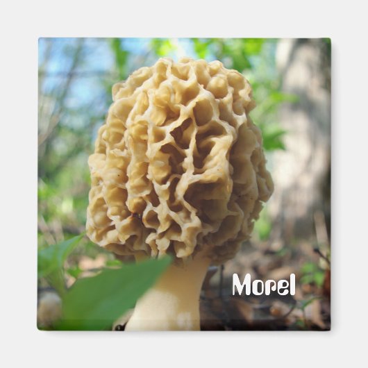 Morel Mushroom Magnet (Vorne)