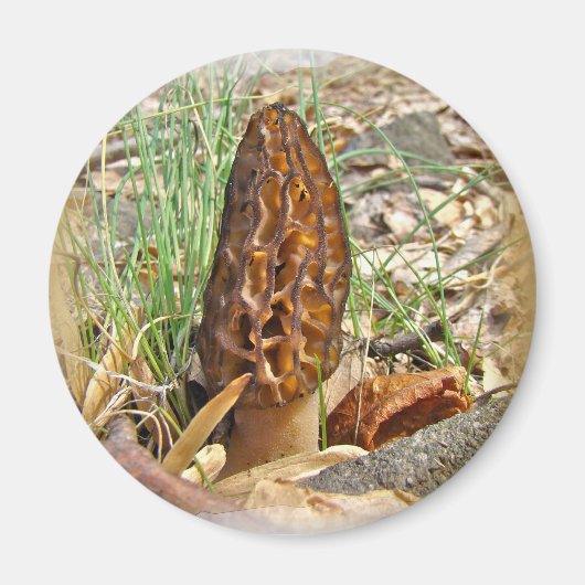 Morel Mushroom Magnet (Vorne)