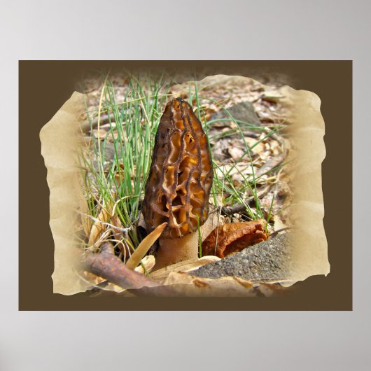 Morel Mushroom Poster (Vorne)