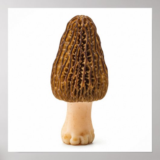 Morel Mushroom Poster (Vorne)