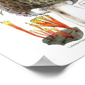 Morel Mushroom Poster (Ecke)