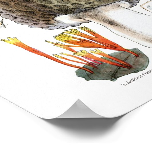 Morel Mushroom Poster (Ecke)