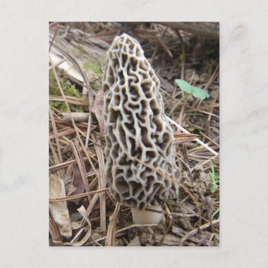 Morel Mushroom Postkarte (Vorderseite)