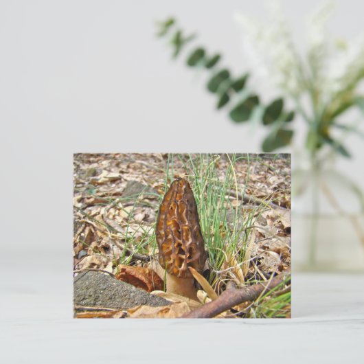 Morel Mushroom Postkarte (Stehend Vorderseite)