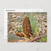 Morel Mushroom Postkarte (Vorne/Hinten)