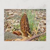 Morel Mushroom Postkarte (Vorderseite)