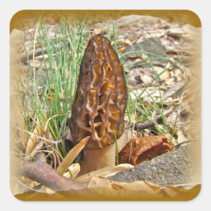Morel Mushroom Quadratischer Aufkleber