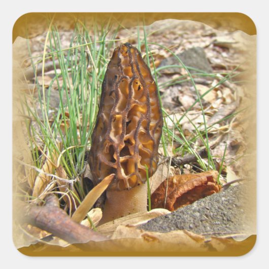 Morel Mushroom Quadratischer Aufkleber (Vorderseite)
