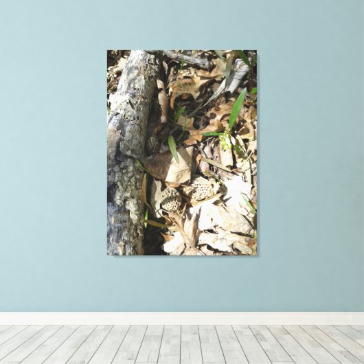 Morel Patch auf Leinwand (Insitu (Holzboden))