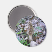 Morel-Pilzmagnet Magnet (Vorderseite/Rückseite)