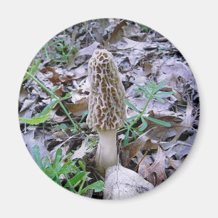 Morel-Pilzmagnet Magnet