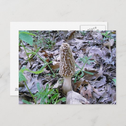 Morel Postkarte (Vorne/Hinten)