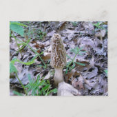 Morel Postkarte (Vorderseite)