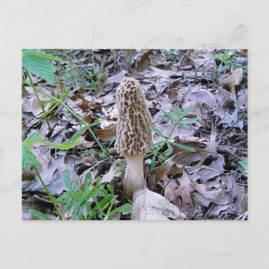Morel Postkarte (Vorderseite)