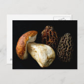 Morels und König Bolete Postkarte (Vorne/Hinten)