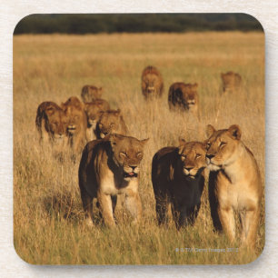 Moremi Tier-Reserve, Botswana Getränkeuntersetzer