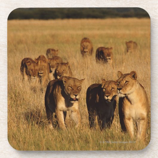 Moremi Tier-Reserve, Botswana Getränkeuntersetzer (Vorderseite)
