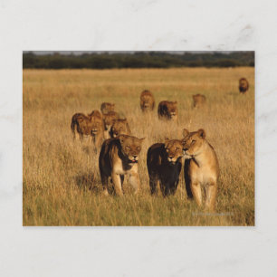 Moremi Wildlife Reserve, Botswana Postkarte