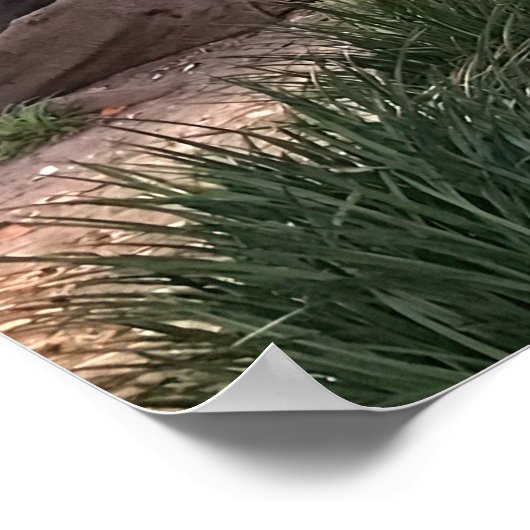 Moreton Bay Fig Tree Poster (Ecke)