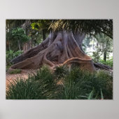 Moreton Bay Fig Tree Poster (Vorne)