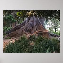 Moreton Bay Fig Tree Poster