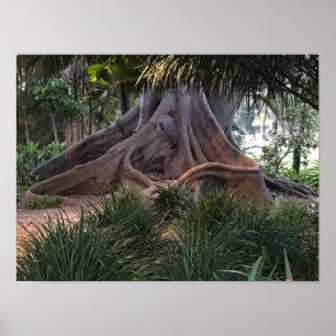 Moreton Bay Fig Tree Poster