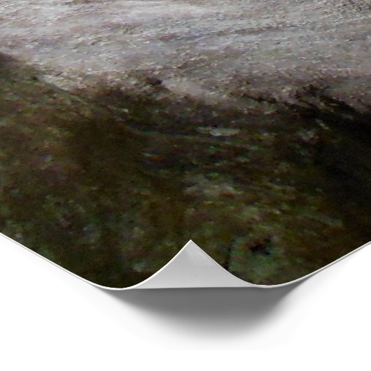 Moreton Bay Fig Tree Roots Poster (Ecke)