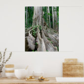 Moreton Bay Fig Tree Roots Poster (Küche)