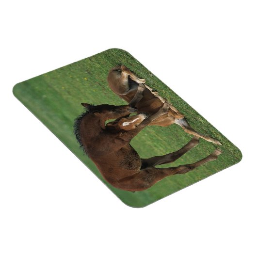 Morgan Foals Playing Magnet (Rechte Seite)