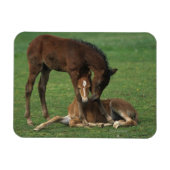 Morgan Foals Playing Magnet (Horizontal)