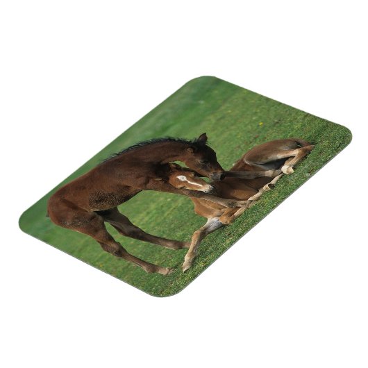 Morgan Foals Playing Magnet (Linke Seite)