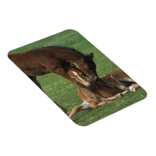 Morgan Foals Playing Magnet (Rechte Seite)