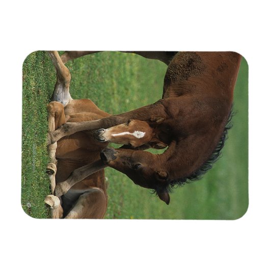 Morgan Foals Playing Magnet (Horizontal)
