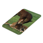 Morgan Foals Playing Magnet (Linke Seite)