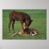 Morgan Foals Playing Poster (Vorne)