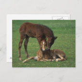 Morgan Foals Playing Postkarte (Vorne/Hinten)