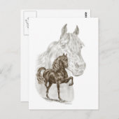 Morgan Horse Art Postkarte (Vorne/Hinten)