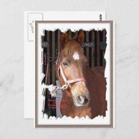 Morgan Horse Happy Postkarte (Vorne/Hinten)