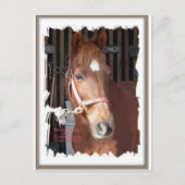 Morgan Horse Happy Postkarte (Vorderseite)