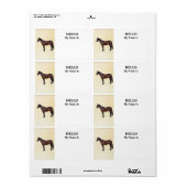 Morgan Horse im Profil (Vorne)